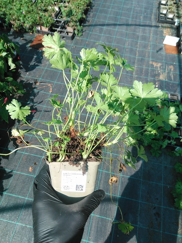 Kurjenpolvi Biokovo - 19. 8. 2025