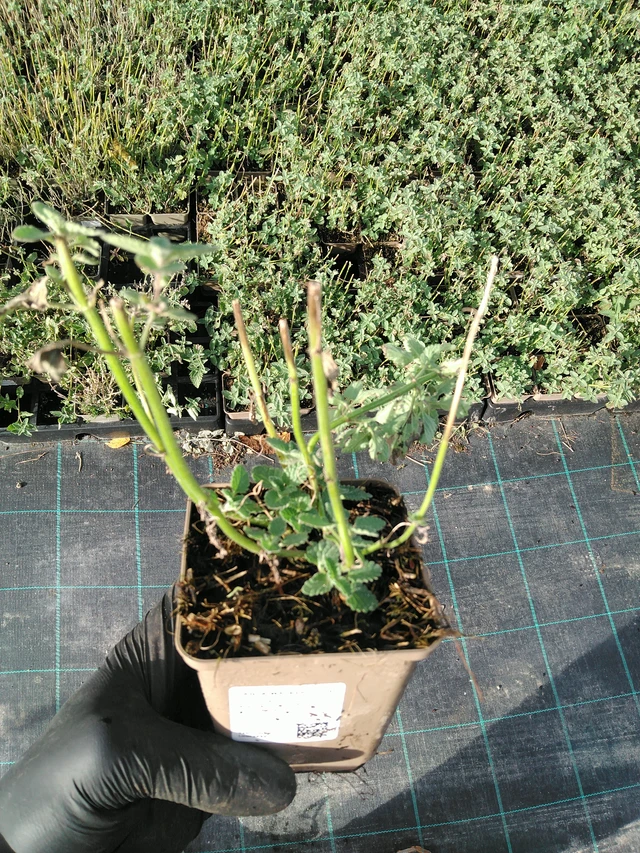 Hierba gatera Walker’s Low - 31. 10. 2025