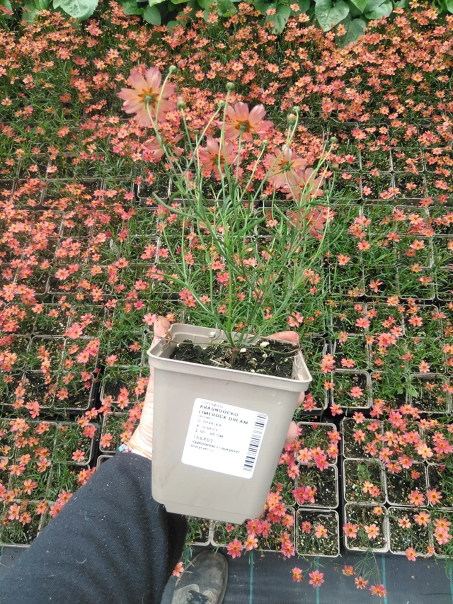 Krásnoočko Limerock Dream - 2024