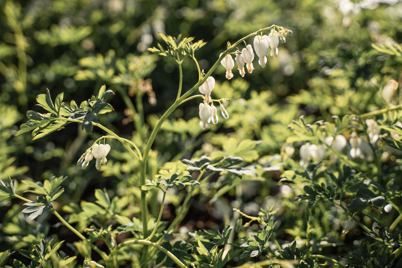 Szívvirág Alba, Loukykvět