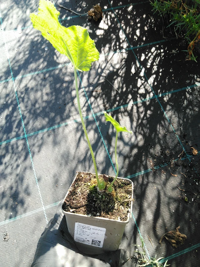 Malva Spotlight Polarstar - 19. 8. 2025