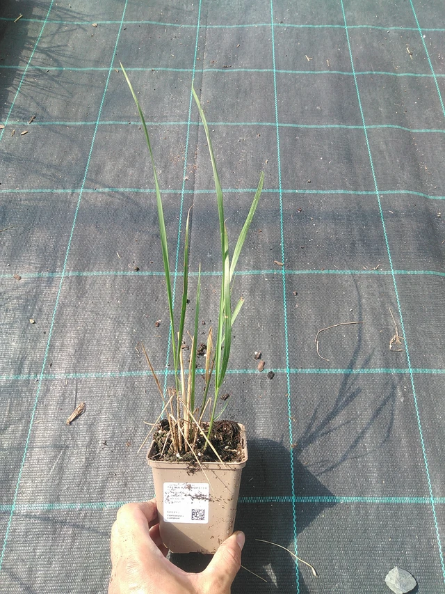 Třtina Karl Förster - 30. 6. 2025