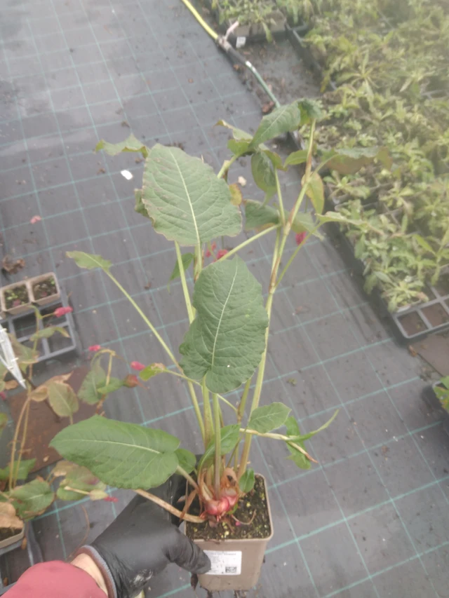 Knotweed Fat Domino - 23. 10. 2025