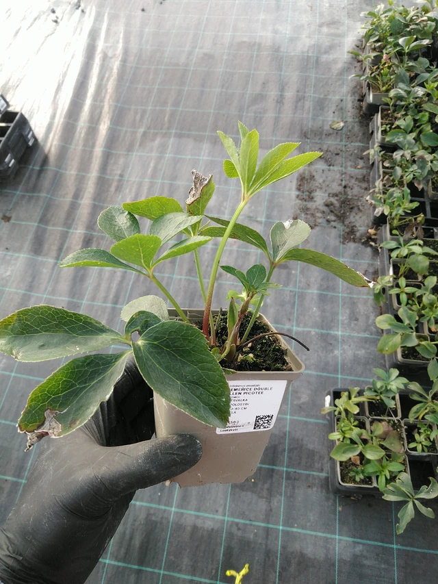 Čemeřice Double Ellen Picotee - 31. 10. 2025