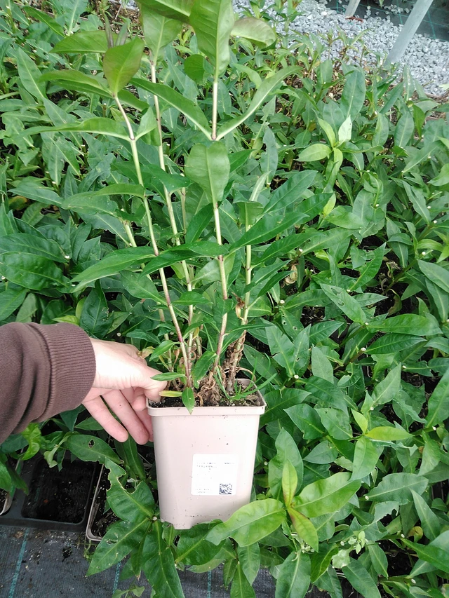 Phlox Sweet Summer Fragrance - 9. 6. 2025