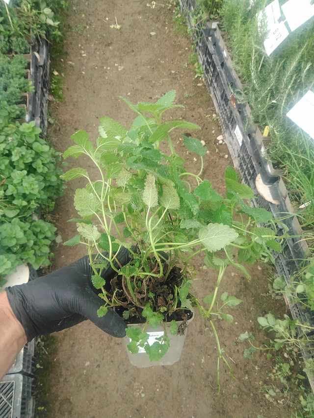 Meduňka lékařská - 10. 9. 2025