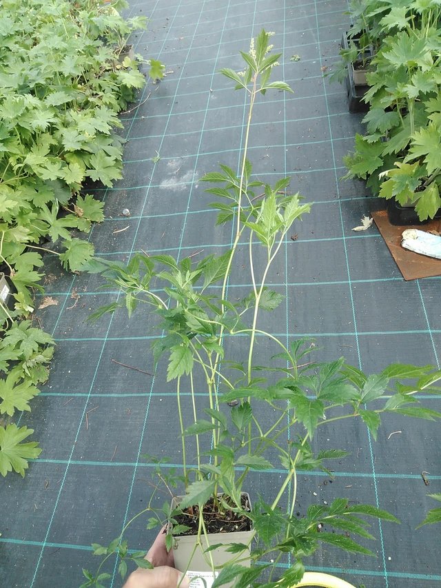 Astilbe Peaches and Cream - 24. 6. 2025