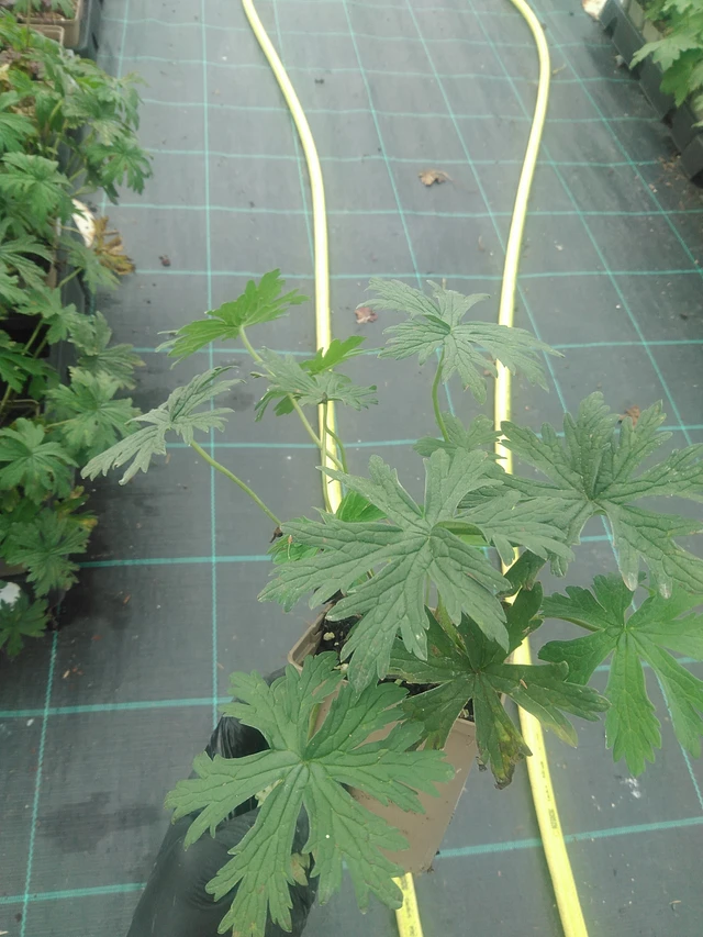 Kurjenpolvi Striatum - 10. 9. 2025