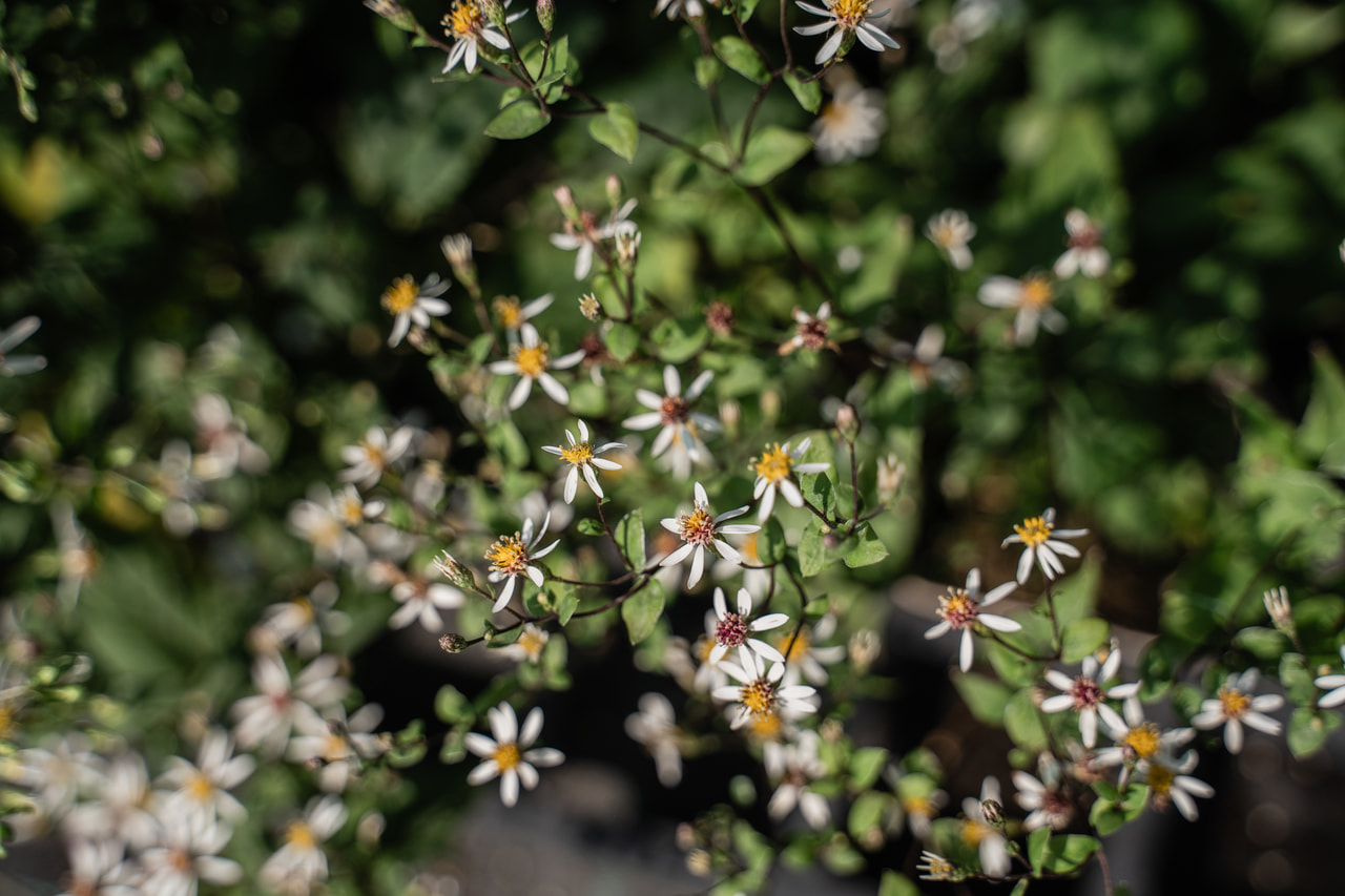 Astra rozkladitá Tradescant, Loukykvět