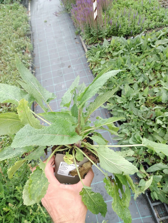 Šalvěj luční Rose Rhapsody - 21. 7. 2025