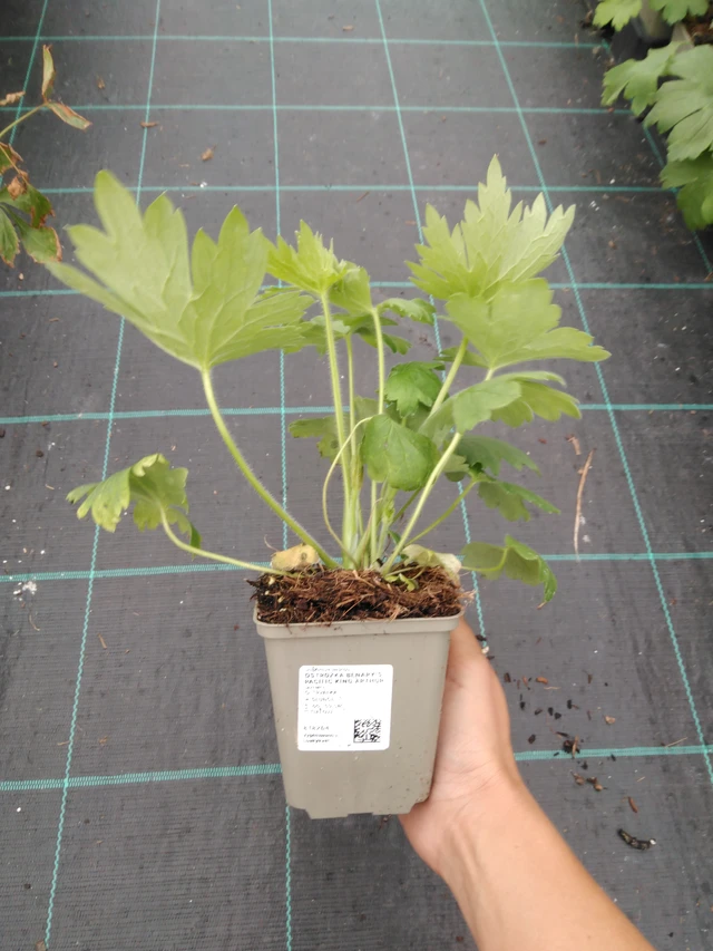 Delphinium Benary’s Pacific King Arthur - 10. 9. 2025