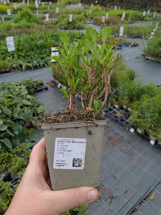 Kopretina Maikönigin - 9. 10. 2025