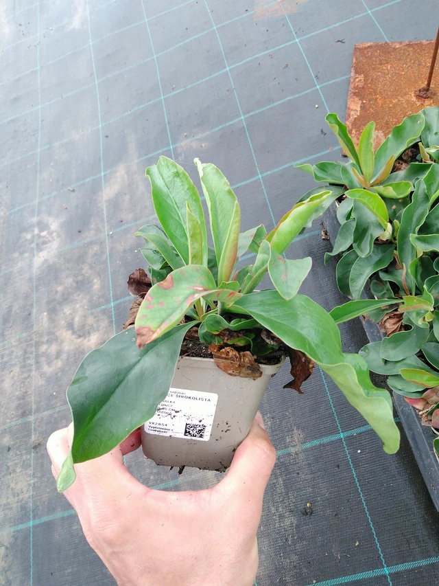 Statice latifolia - 28. 7. 2025