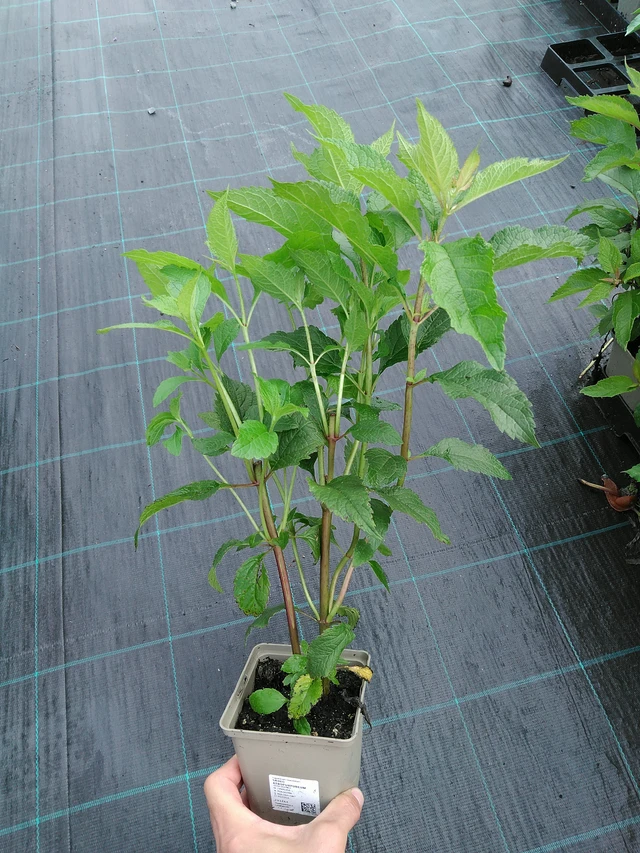 Maitohorsma Atropurpureum - 28. 7. 2025