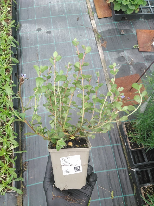 Plumbago - 4. 8. 2025