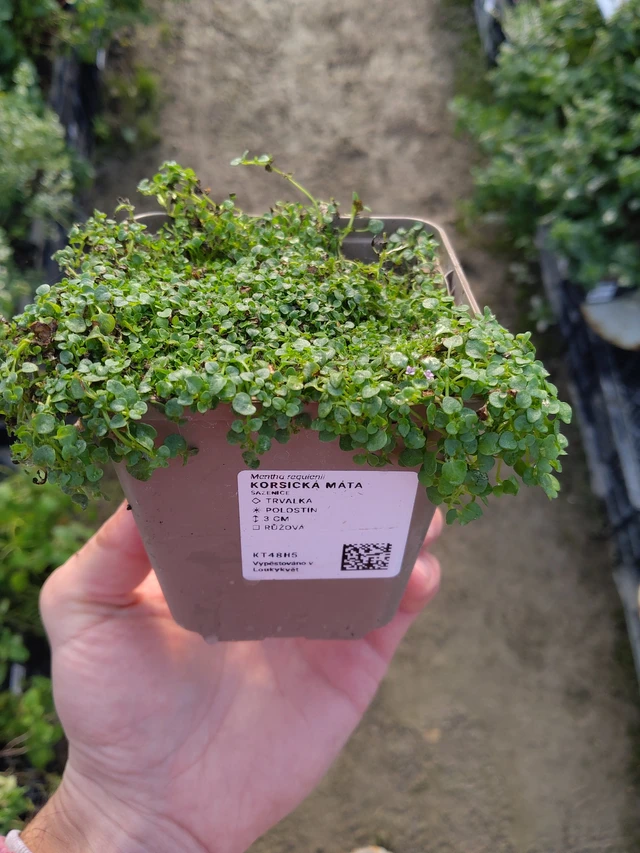 Menta corsa - 17. 9. 2025