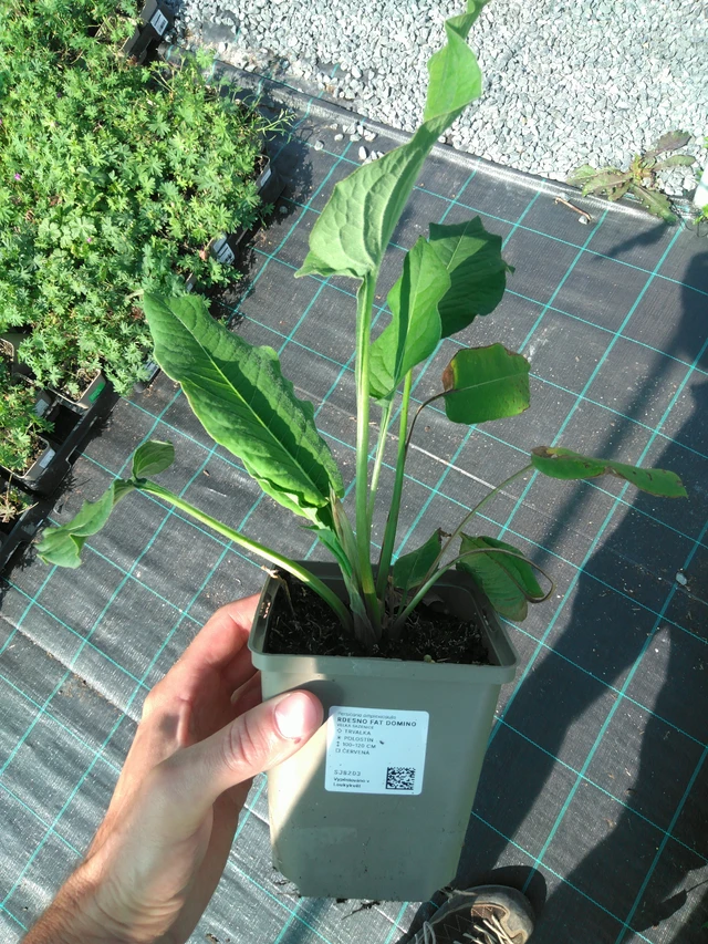 Knotweed Fat Domino - 20. 6. 2025