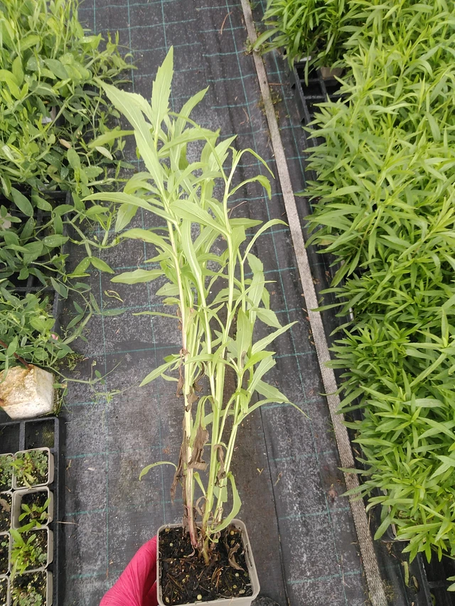 Sneezeweed Helena Red Shades - 29. 7. 2025