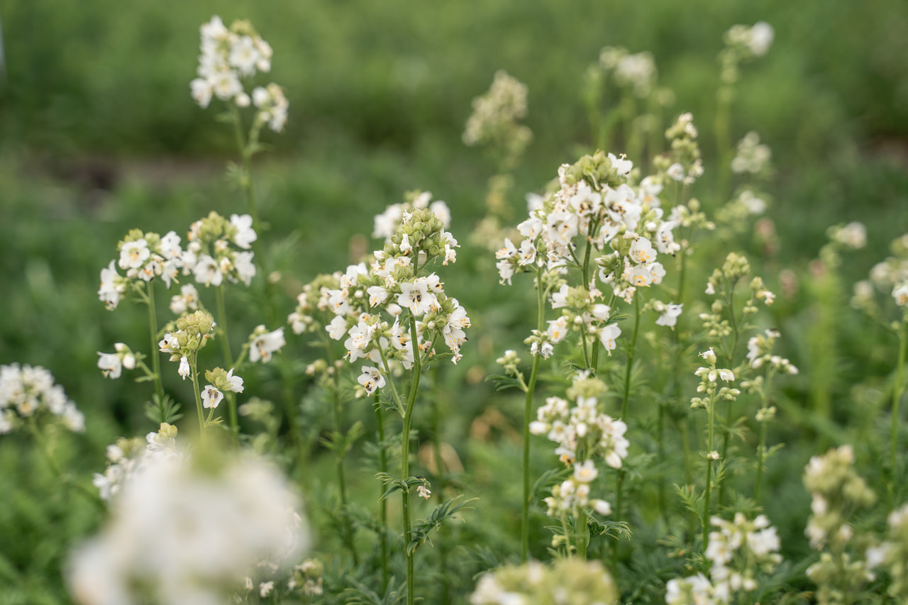 Csatavirág Filigree Clouds, Loukykvět
