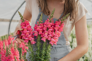 Hledík Potomac Rose, Loukykvět