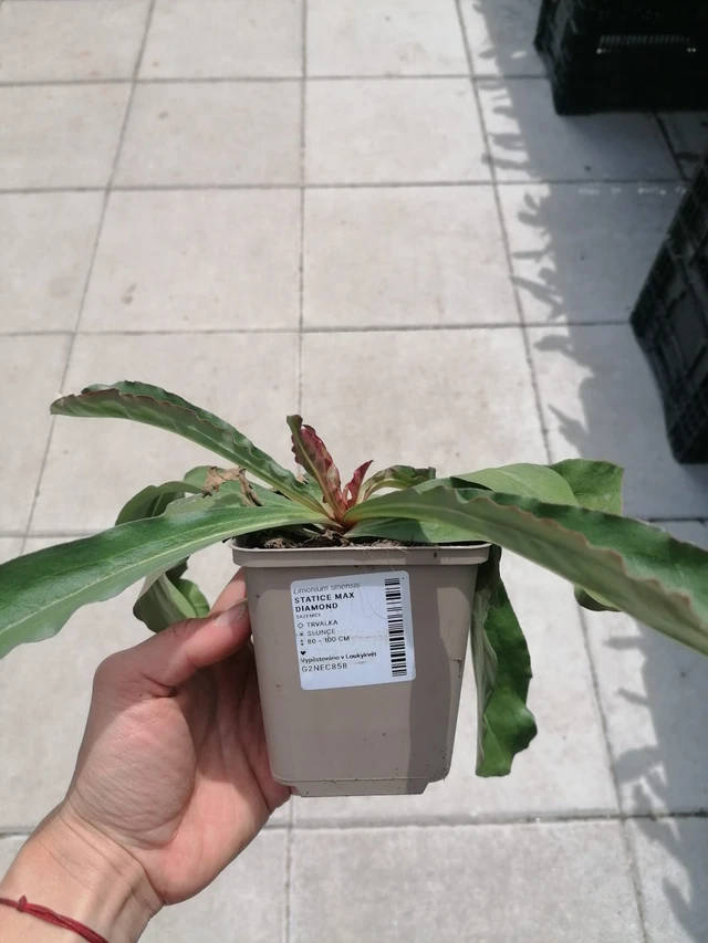 Statice Max Diamond - 2024