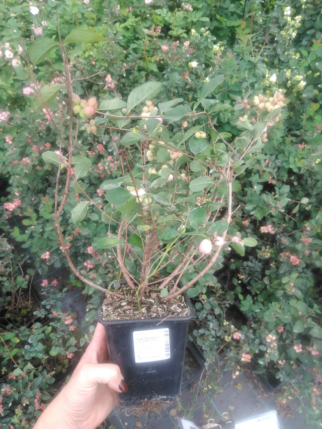 Pámelník Magical Ruby Falls - 2024