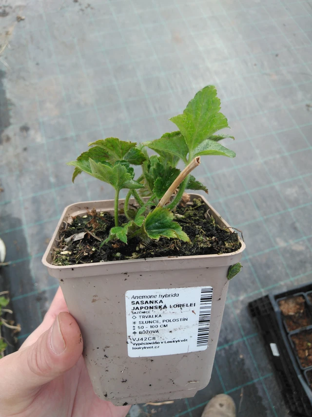 Sasanka japonská Lorelei - 8. 4. 2025