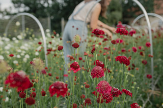 Hlaváč QIS Deep Red, Loukykvět