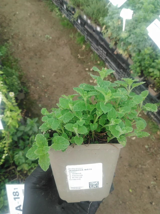 Menta fresa - 10. 9. 2025