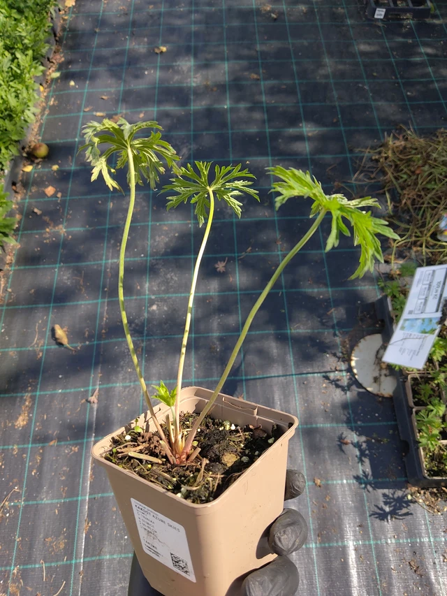 Kurjenpolvi Azure Skies - 11. 9. 2025