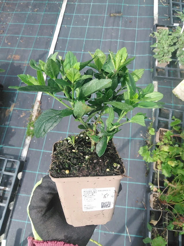 Astra ageratoides Stardust - 31. 7. 2025