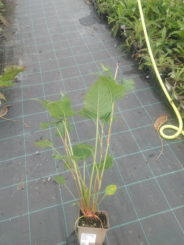 Knotweed Fat Domino - 10. 9. 2025