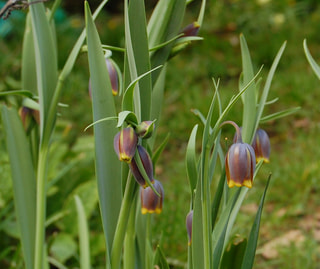 Řebčík uva-vulpis, Loukykvět