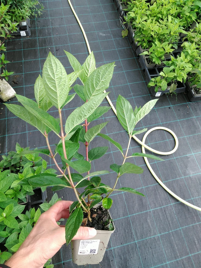 Hortensia Pink Diamond - 28. 7. 2025