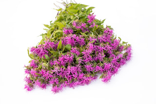 Monarda Pink Suprême, Loukykvět