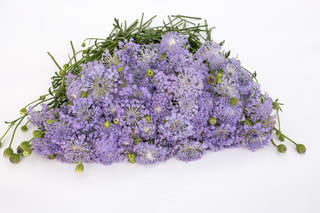 Didiscus Lavender Blue, Loukykvět