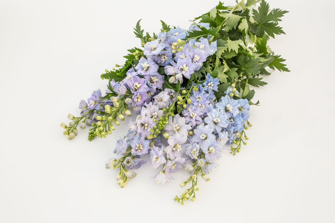 Stračka vyvýšená Magic Fountains Mix, Loukykvět