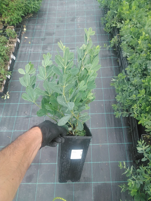 Baptisia australis - 10. 9. 2025