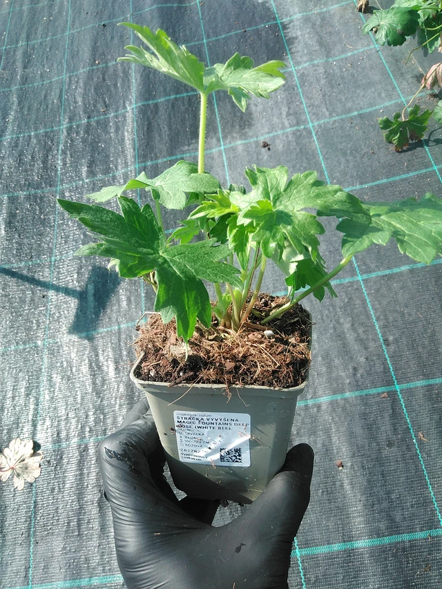 Stračka vyvýšená Magic Fountains Deep Rose (White Bee) - 1. 9. 2025