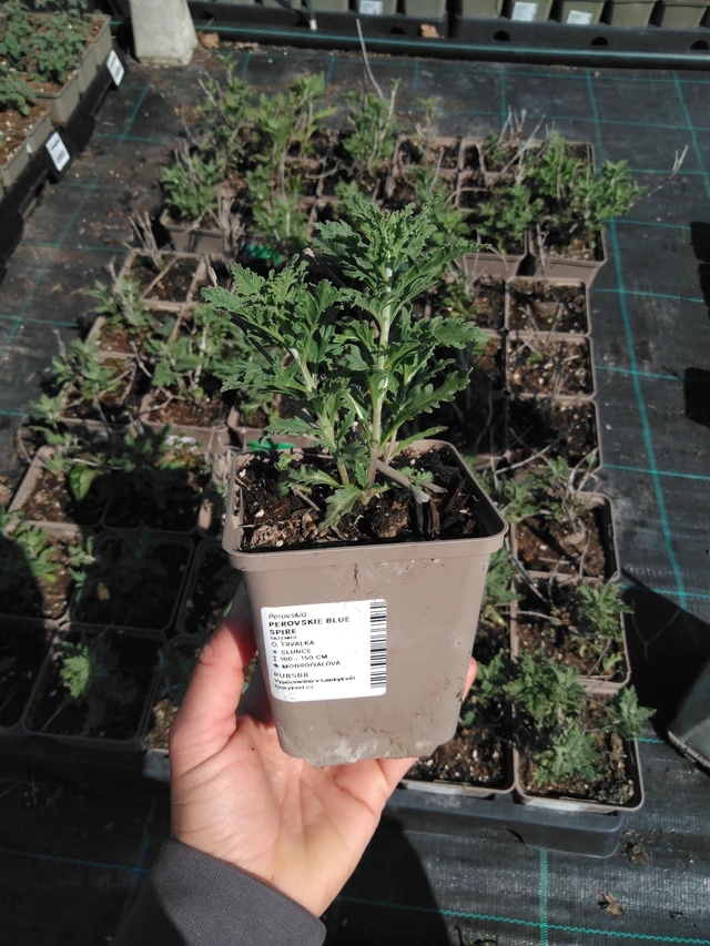 Pensaskanerva Blue Spire - 13. 5. 2025