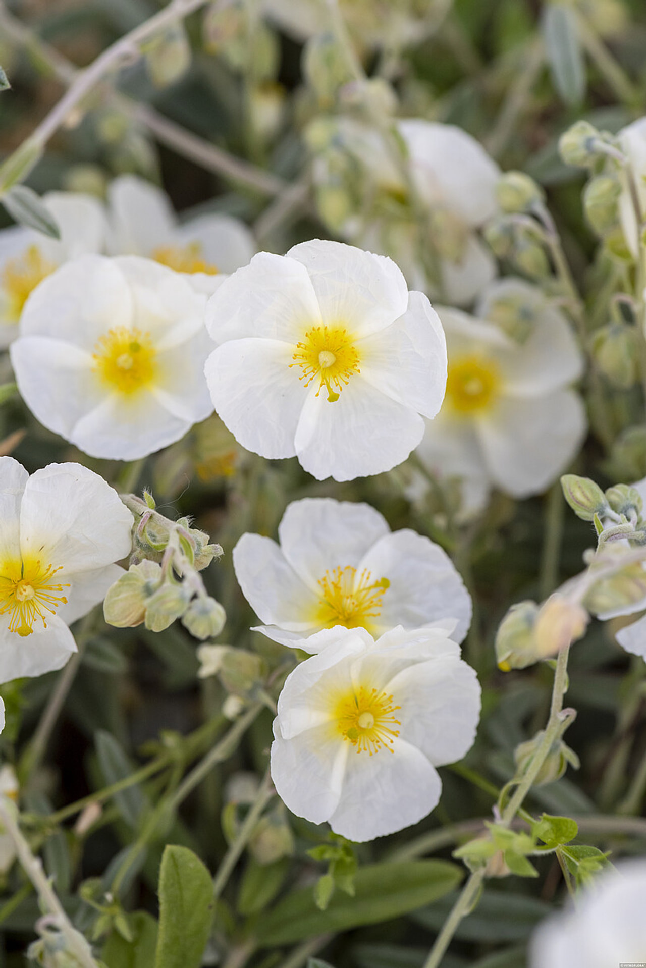 Zonneroosje The Bride, Loukykvět