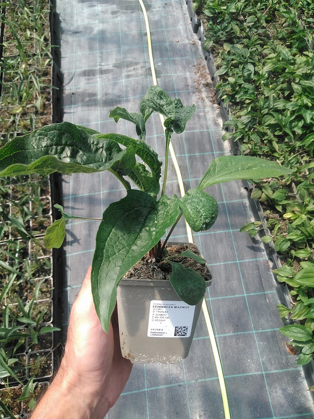 Echinacea Magnus - 1. 7. 2025