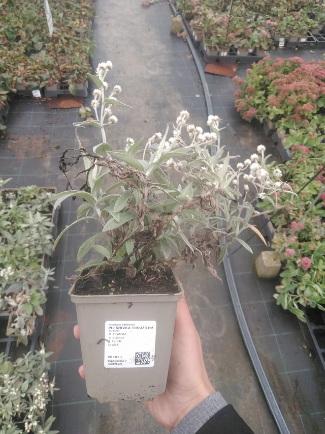 Anaphalis trojžilná - 10. 10. 2025