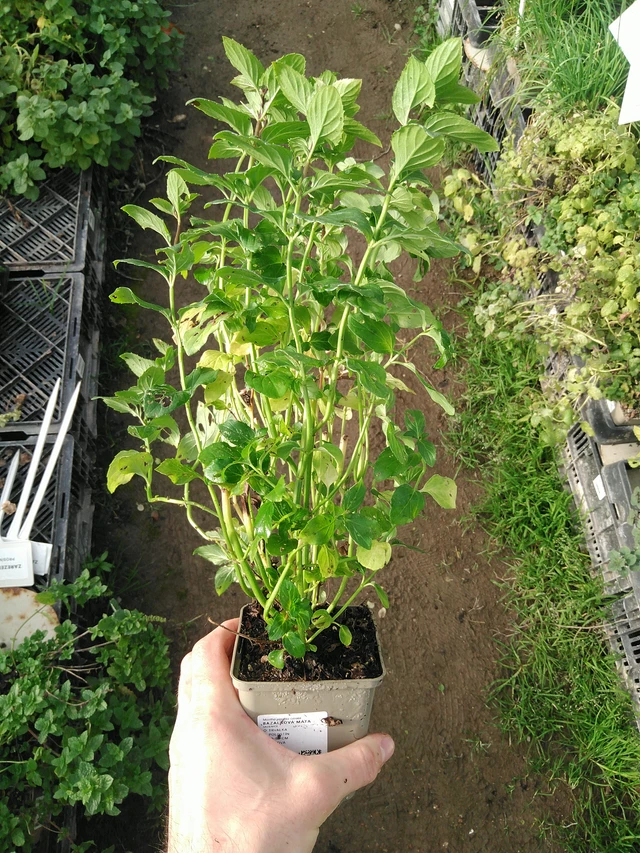 Menta albahaca - 31. 10. 2025