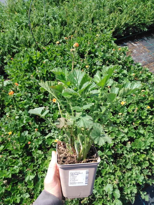 Geum Totally Tangerine - 13. 5. 2025