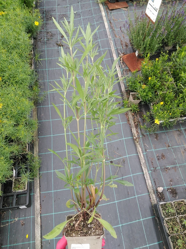 Coreopsis Full Moon - 29. 7. 2025