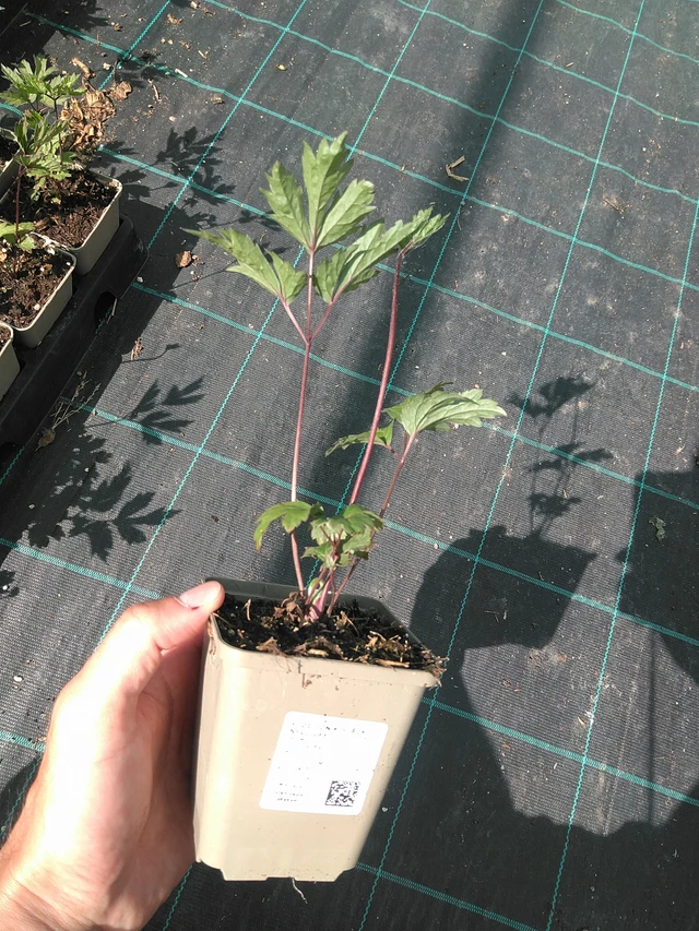 Ploštičník Black Negligee - 24. 6. 2025