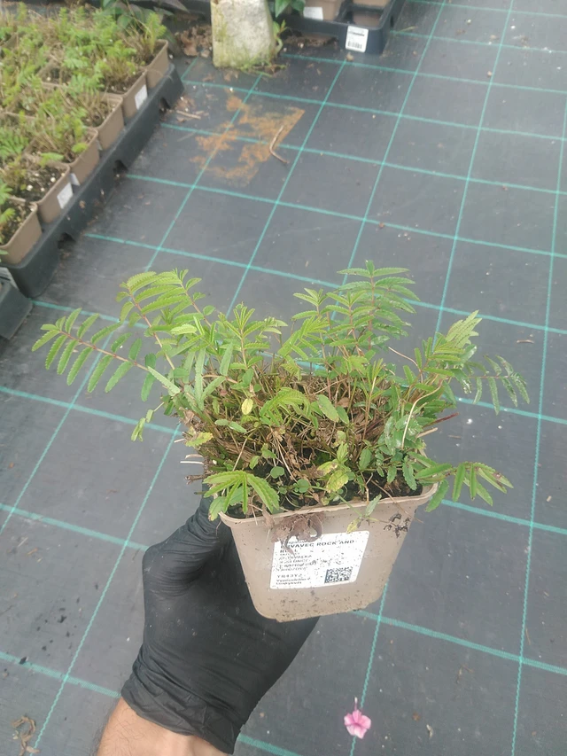 Veriheinä Rock and Roll - 10. 9. 2025