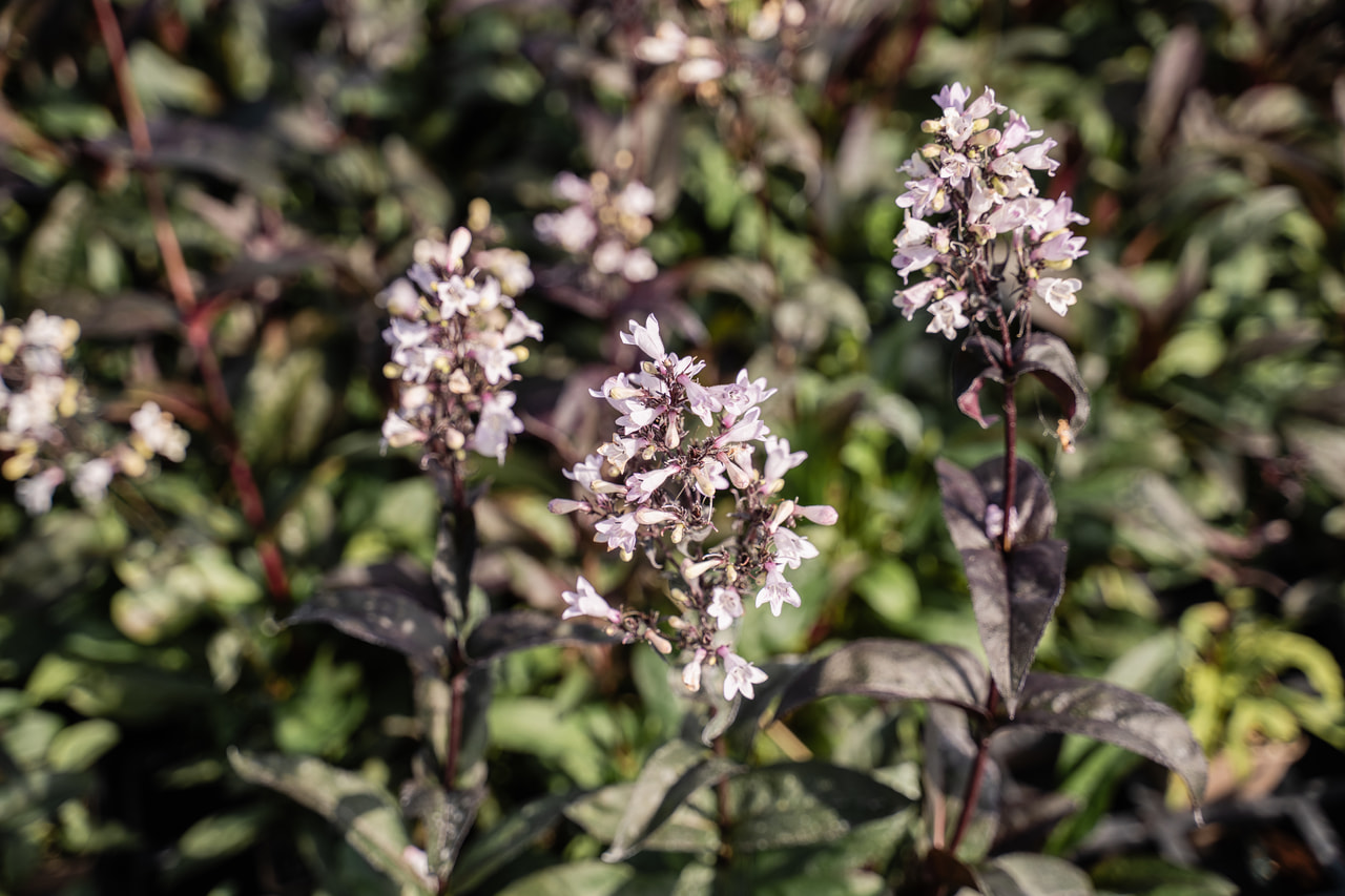 Dračík Husker Red, Loukykvět