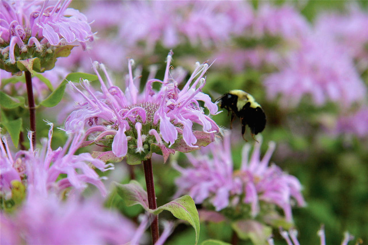 Monarda Elsie’s Lavender, Loukykvět